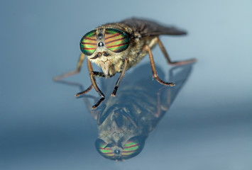 horsefly on glass with reflection