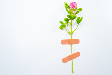 Background with a pink clover flower. A clover flower is attached to the wall with a medical plaster. Designer background with clover. Field flower and place for text.