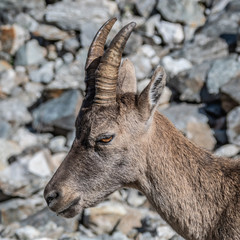 Bouquetin dans les Alpes