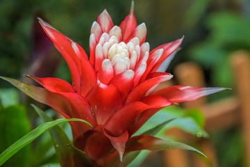 Close-up view to exotic tropical red and white flower of Guzmania.