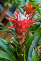 Close-up view to exotic tropical red and white flower of Guzmania.