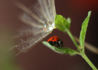 ladybird on a leaf with dandelion