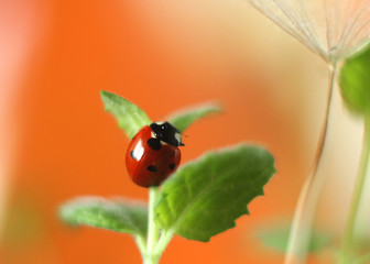 ladybird on a leaf