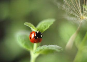 ladybird on a leaf