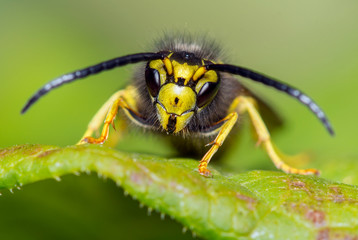 yellow jacket wasp on a leaf
