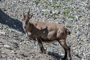 Bouquetin dans les Alpes