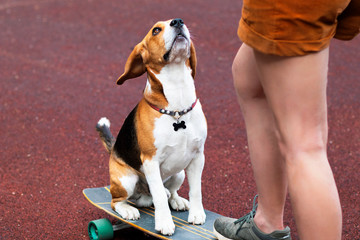 Surprised beagle dog sitting on a skateboard or longboard board. Dog handler training, pet training.