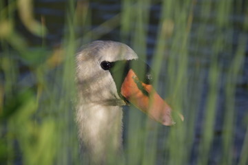 close up portrait of a swan © Dennis