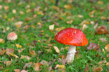 
fly agaric in a grassy field in autumn