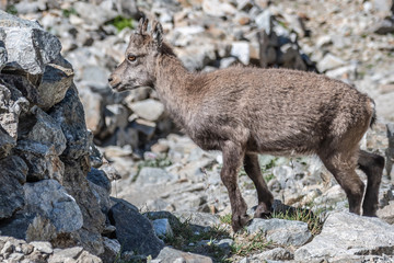 Bouquetin dans les Alpes