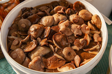 Pickled boletus mushrooms in a plastic bucket at the russian fair. Altai salted mushrooms - maslyata