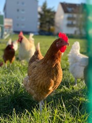 Free Range chicken on green grass