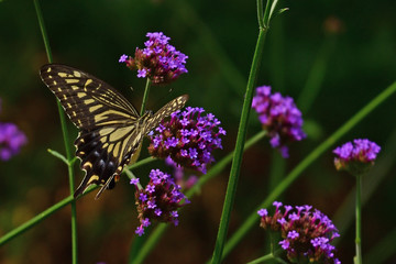 蝶、蝶々、アゲハ蝶、自然、日本、大阪
