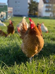Free Range chicken on green grass