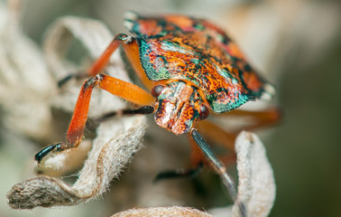stink bug on wild sage