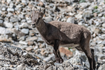 Bouquetin dans les Alpes