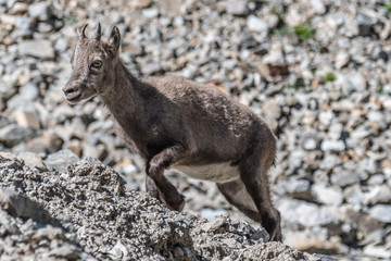 Bouquetin dans les Alpes