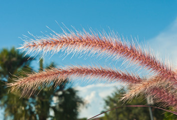 front view, close up of two ornamental grass stalks with briskly tops and a blue tropical sky