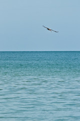 Fototapeta na wymiar front view, very far distance of a single brown pelican, gliding over tropical waters of gulf of Mexico on a sunny afternoon