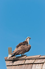 Side view of an osprey, predator, bird, searching for next meal, standing on a wood shingled roof on a pier, jutting into tropical waters of the gulf of Mexico, on a sunny morning