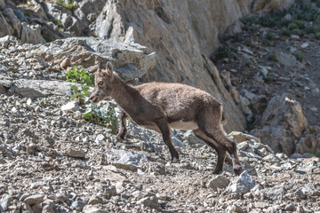 Bouquetin dans les Alpes
