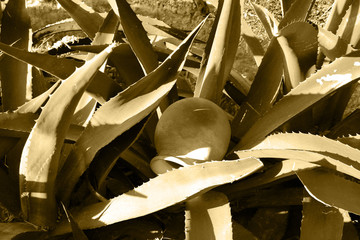 Vasijas de barro en pencas de maguey