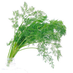 Close up shot of branch of fresh green dill herb leaves.