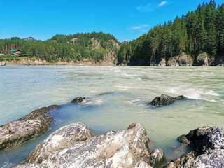 Fototapeta na wymiar Mountain rapid river Katun, flowing in the Altai mountains. On a Sunny summer day.