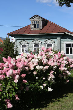 Pink hydrangeas "Vanilla Fraise" in garden. Vintage wooden rural house with ornamental windows, carved frames in Suzdal town, Vladimir Oblast, Russia. Russian folk style in architecture. Summer flower