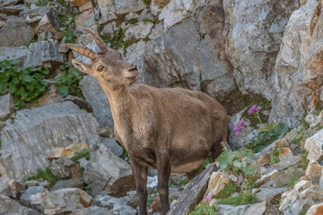 Bouquetin dans les Alpes