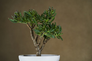 Crassula ovata, bonsai tree. Houseplant crassula ovata