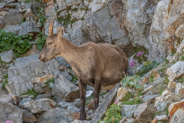 Bouquetin dans les Alpes