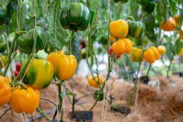The bell pepper plant grows, ready to store for sale.