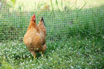 Hen brown Eating grass on the farm.