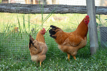 Two chicken brown , Chicken breeder,Eating grass on the farm.