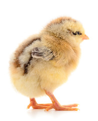 Little chicken isolated.