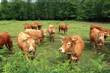 Fototapeta premium Limousine cows in Central France, with earmarks according to EU regulations