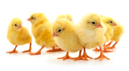 Group of little chickens.