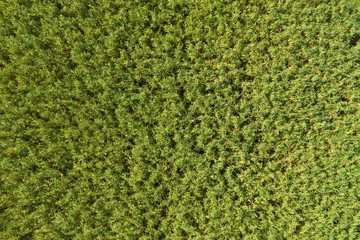 Field of green reeds. Aerial view. 