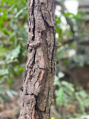 Fototapeta premium tree bark texture