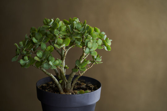 Crassula ovata, bonsai tree. Houseplant crassula ovata
