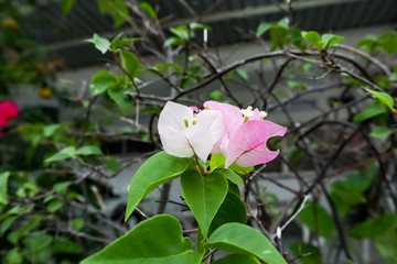 Obraz na płótnie Canvas pink rose bush