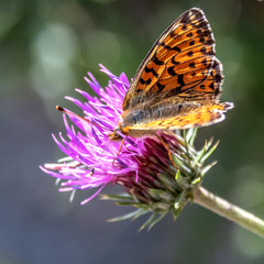 Papillon sur une fleur