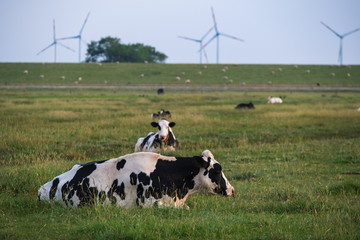 Fototapeta premium Black and white spotted cows on pasture in Groden von Langwarden / Germany with wind turbines in the background