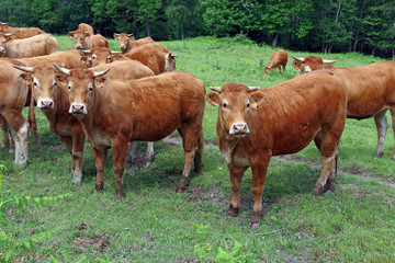 Limousine cows in Central France, with earmarks according to EU regulations