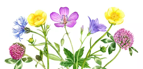 Fotobehang watercolor drawing flowers © cat_arch_angel