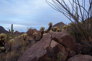 Rugged desert terrain and plants with Saguaro cactus