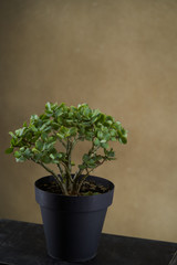 Crassula ovata, bonsai tree. Houseplant crassula ovata