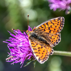 Papillon sur une fleur