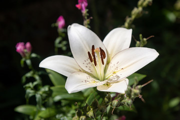 Fototapeta na wymiar Blooming white lilies under the sun rays on the flower bed in the garden.